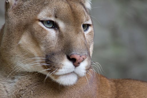 A new research study indicates that puma hunting behavior changes when they are living in proximity to human development. Credit: Wikipedia