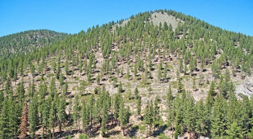 A reforested plot near Lake Tahoe, Nevada. Image courtesy Wikimedia Commons user Downtowngal.
