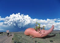 The Giant Sprouted Sweet Potato Interventions