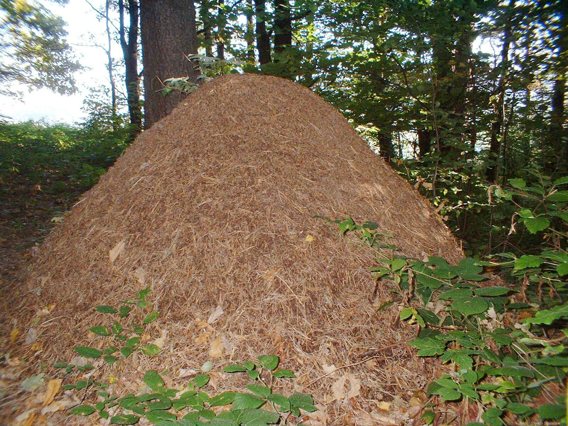 Муравейник лесных муравьев. Муравейник рыжих лесных муравьев. Муравейник под землей. Самый большой Муравейник в мире. Un natural