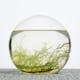 A balanced ecosystem in a sealed glass sphere. Composed of a few shrimp, a sea fan, algae, decorative shells, and gravel in water, the Ecosphere is a spin-off from NASA’s research on self-contained communities for human space exploration. According to its makers, it can maintain a living...