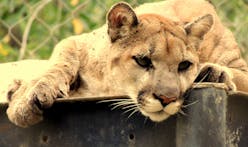 People over mountain lions; California town is dropping its attempt to avert the state’s new housing laws 