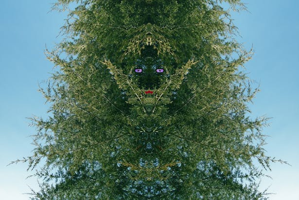 Cedar Tree Gremlin