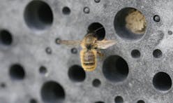 Brighton passes planning condition requiring new buildings to feature bee bricks
