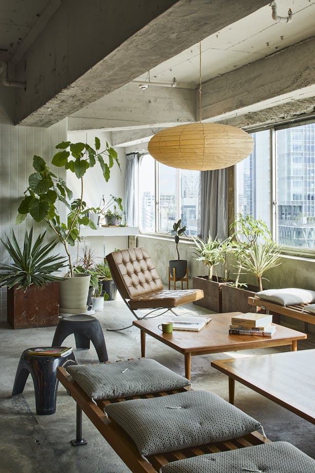 Plants help to make a cozy atmosphere in the living