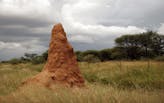 Termite mounds hold secrets for energy-efficient buildings, researchers find