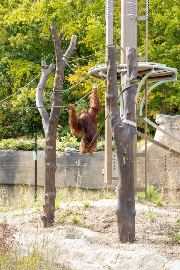 Climbing poles are strategically located throughout the habitat to help the orangutans move swiftly across their new home.