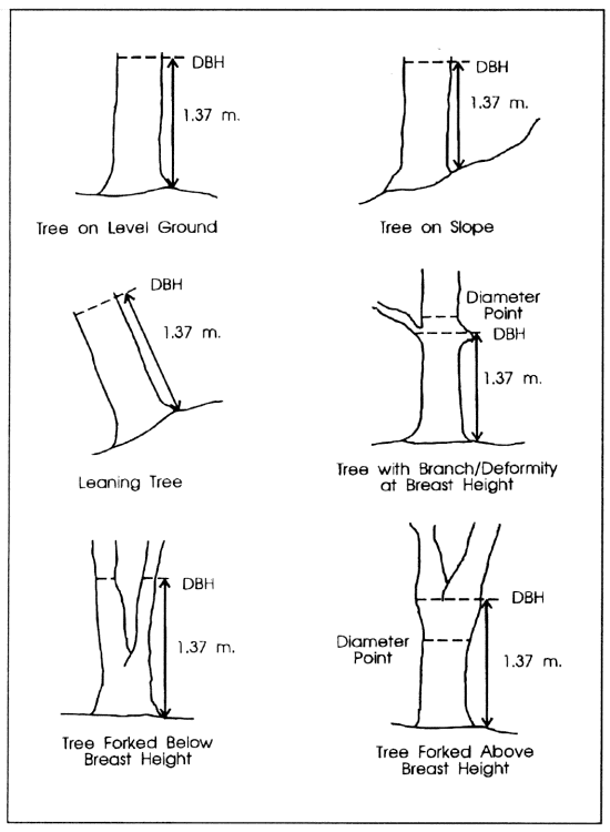 how to measure tree diameters via Barry Lehrman
