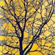 No title [Trees with yellow background], 2011. Watercolor on handmade paper, cm 102 x 153. Property of Studio Calatrava © Santiago Calatrava