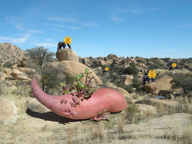 The Potato in the Boulders with Four Masquerading Gorillas.