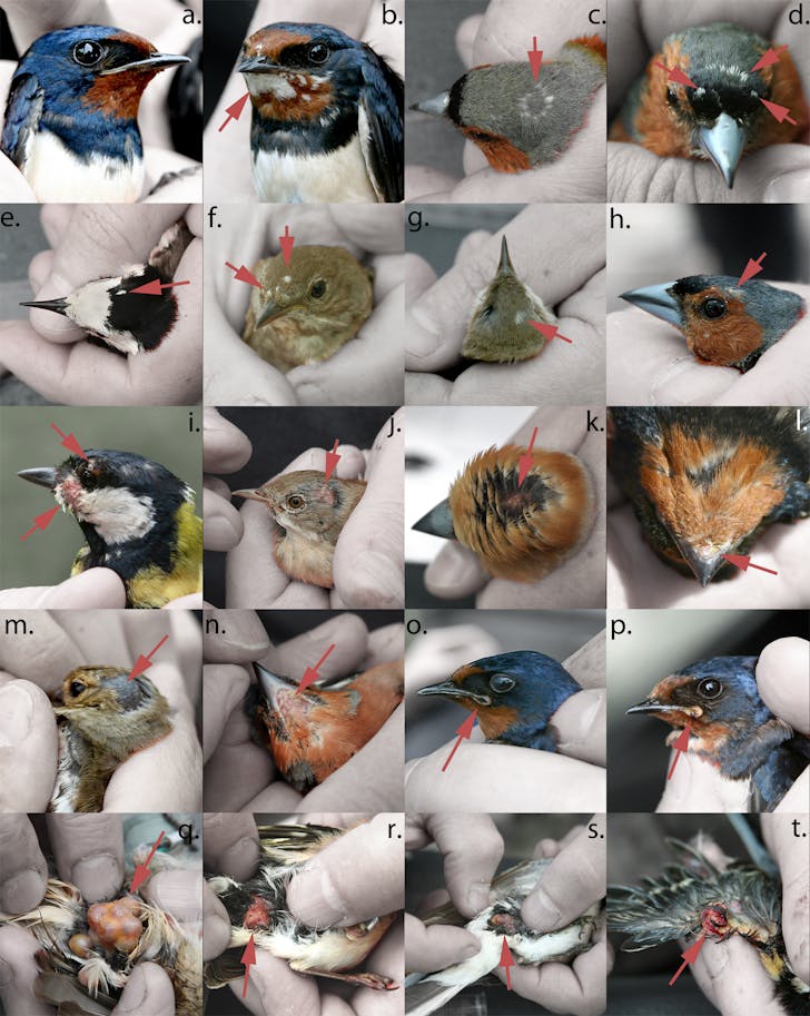 Abnormal development of birds and other animals, including the deformities, albinism, and tumors shown here, have been studied by the authors following the Chernobyl disaster. © Timothy Mousseau