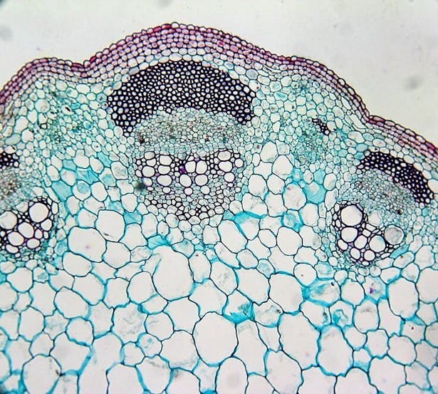 TREE CELLS; Image from: Koning, Ross E. 1994. Plant Basics. Plant Physiology Information Website. http://plantphys.info/plant_physiology/plantbasics1.shtml. //bio-mimicry For water and nutrients to get to the leaves of a tree, they must be collected by the roots and transported by the cell layers under the bark. The leaves then expel the water. For the Grafted Cypress Tower(s), the system mimics the natural tree system. Water from the reservoir is filtered, pumped up, and distributed...