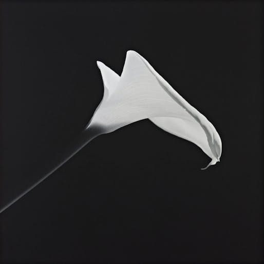 A calla lily photographed by Robert Mapplethorpe, an artist whose NEA-sponsored work caused major controversy. Image via flickr / Credit: Robert Mapplethorpe