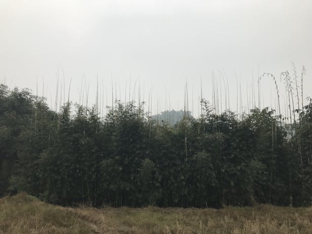 the new rising bamboo forest ©小隐建筑