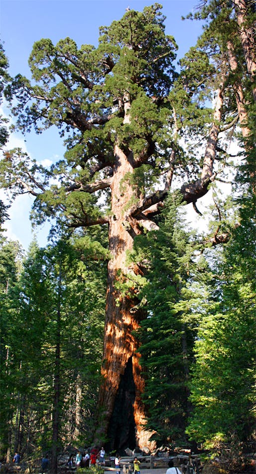 Being a main attraction in Yosemite National Park certainly makes one a very famous tree: The "Grizzly Giant" is a landmark ancient Giant redwood. (Photo: Mike Murphy; Image via Wikipedia)