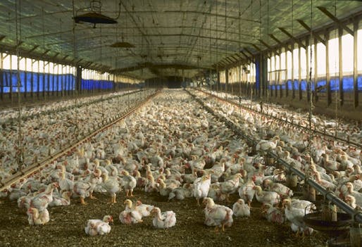 Industrial meat production, as illustrated by this 'chicken house' in Florida, has profound ecological ramifications. According to a new UN report, developing countries must not mimic Western eating habits if the worst of climate change is to be avoided. Credit: Wikipedia
