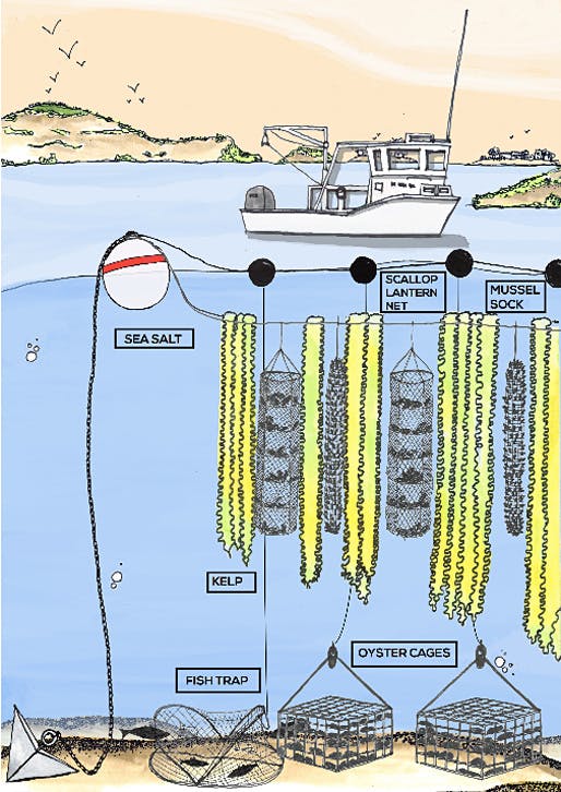 Illustration of GreenWave's 3D ocean farm concept. (Image via greenwave.org)