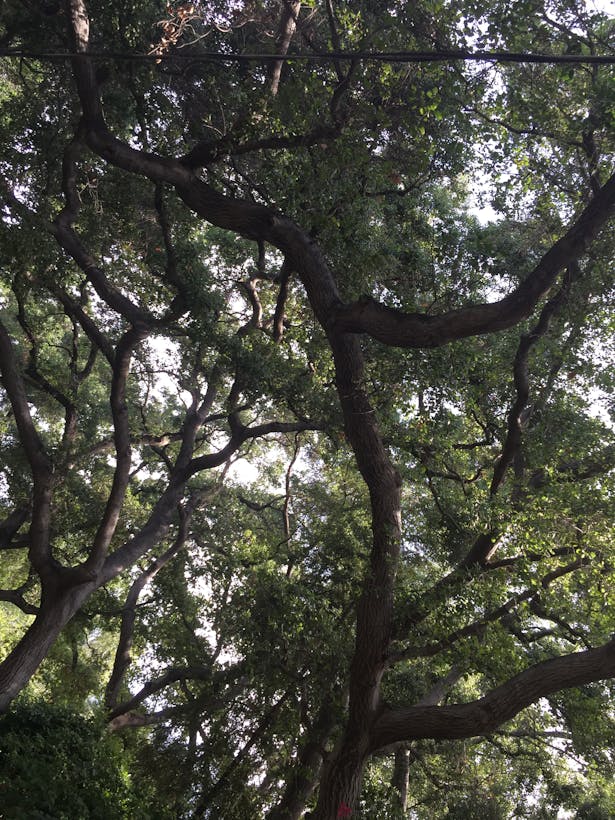 Old back yard oak tree canopies 9/2015.