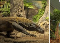 Daylighting a Komodo Dragon Exhibit to Improve Energy Efficiency and Guest Experience 