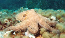 Scientists discover "Octlantis", an underwater city engineered by octopuses 
