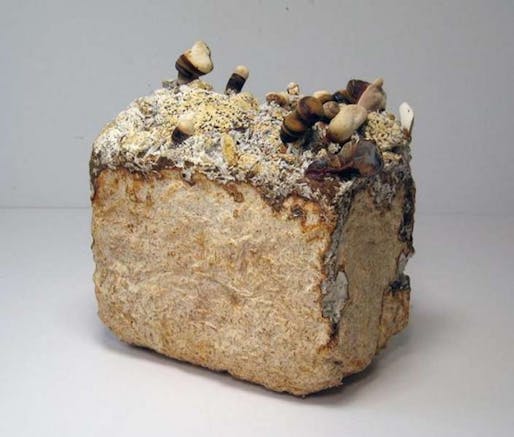 Mushroom bricks, which are stronger (and probably tastier) than concrete.Image: Philip Ross