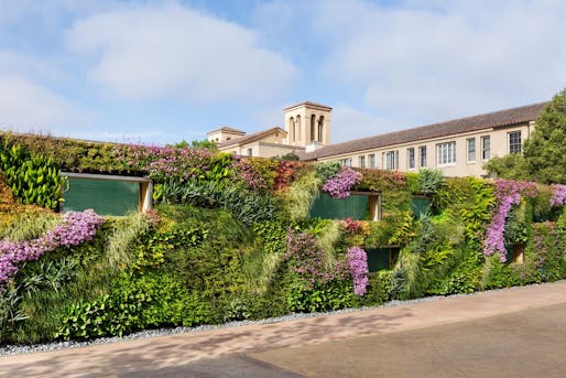Stanford Living Wall in Stanford, CA. Design by David Brenner. Landscape Designer: Tom Leader Studios. Architect: Steignberg Hart/Legoretta + Legoretta (2016). Photo © Garry Belinsky