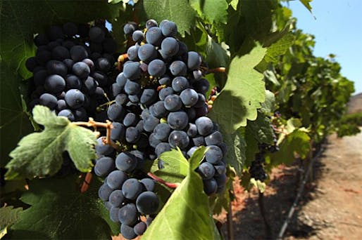 Cabernet grapes grow on the vine at the Orfila winery in Escondido. (Photo: HAYNE PALMOUR IV)