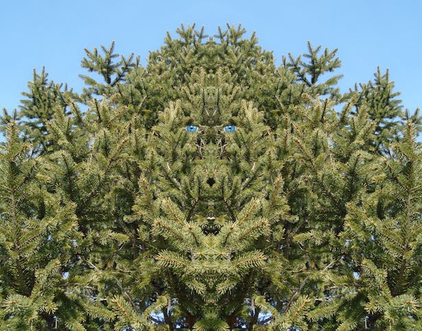 Pine Tree Man