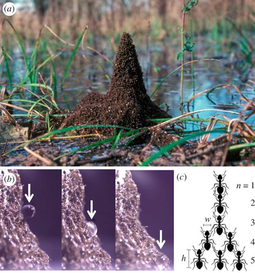 The shape of an ant tower. (a) A trumpet-shaped ant tower built around emerging vegetation in the Atchafalaya Basin Swamp in Louisiana. Photo courtesy of CC Lockwood. (b) Water droplet rolling down an ant tower. (c) Schematic of five layers of an ant tower with carrying capacity α=2 ants. via <a href="http://rsos.royalsocietypublishing.org/content/4/7/170475">Royal Society Open Science</a>