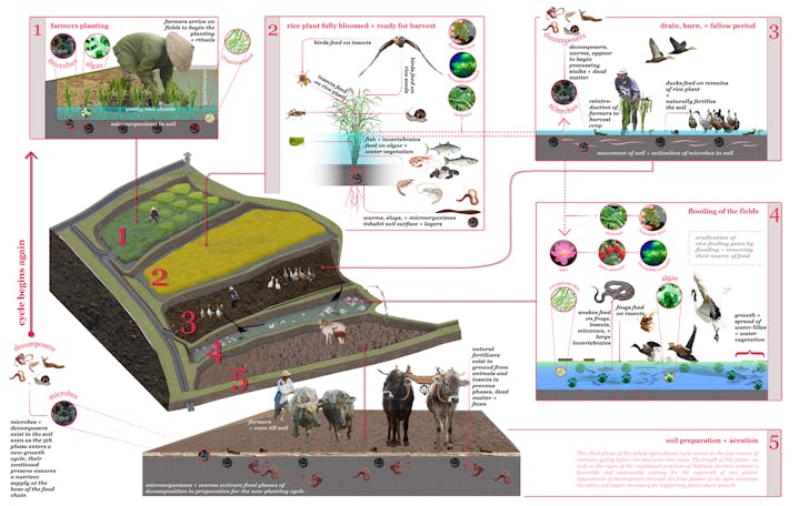 Subak ecology web, image via Julia Watson.