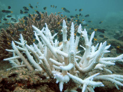 Bleaching occurs when the water around a coral reef gets too warm. The underlying cause of the vast devastation of the Great Barrier Reef is global warming. Image via wikimedia.org