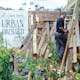 Photographs depicting last years’ Union Street Urban Orchard, produced by the same team as the Urban Physic Garden. Photographs copyright Mike Massaro.