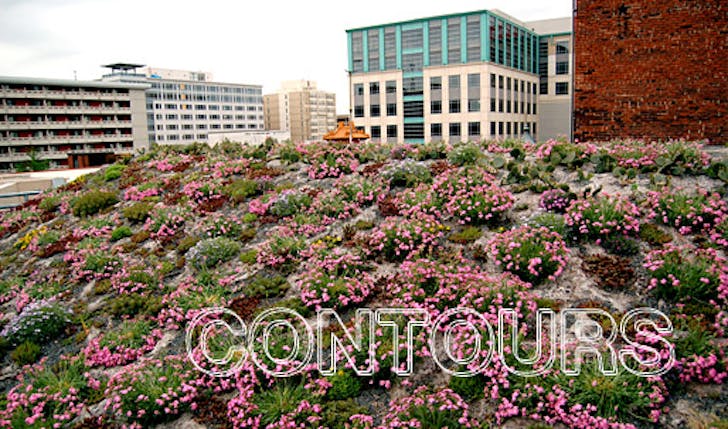 Green roof on the American Society of Landscape Architects's HQ in Washington, D.C.: colorful blooms of Silene caroliniana at the beginning of spring (Image: asla.org)