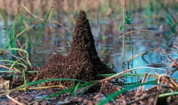 What ants can teach us about the Eiffel Tower