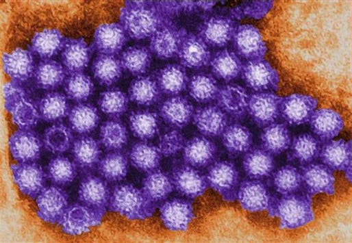 Norovirus – the most common cause of gastroenteritis – can spread rapidly from a single doorknob throughout an entire building. Via: NBC