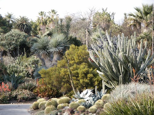 A cactus garden. Image via wikimedia.org