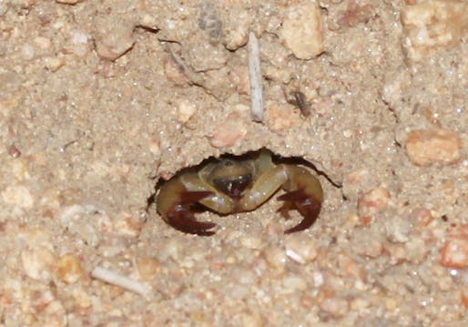 A scorpion warming up in its foyer. Credit: WikiCommons