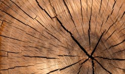 Scientists develop method to make wood harder than steel — or even transparent