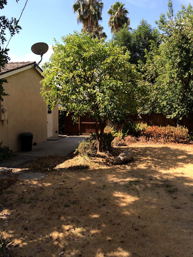 Before- Backyard with old citrus tree 7/18/2014.